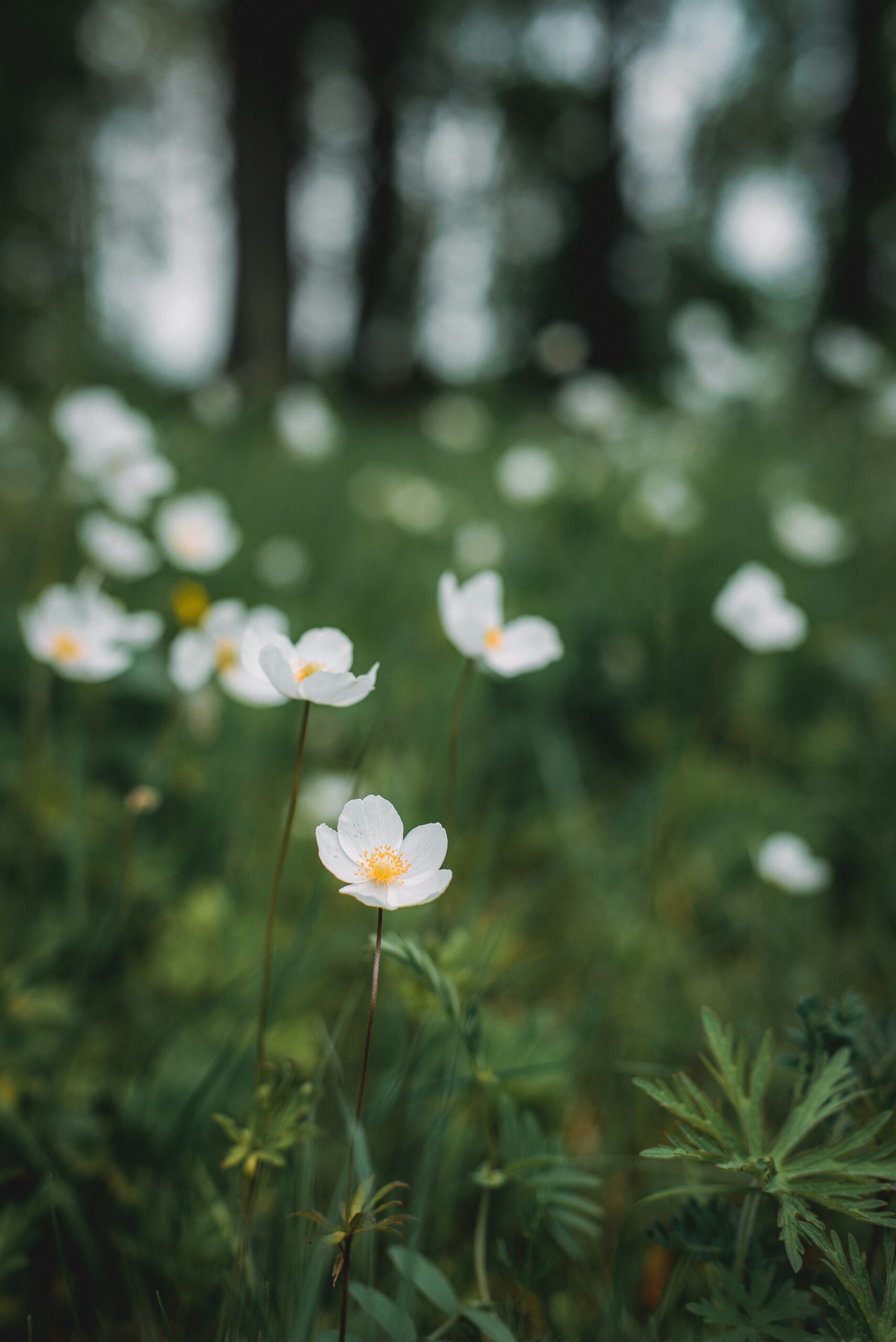 https://www.lukemahon.com/wp-content/uploads/2024/09/viktoriya-CU5KfV1zml4-unsplash-scaled.jpg