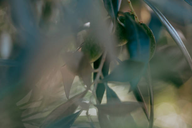 Close-up of olives hanging from tree brunch. Part