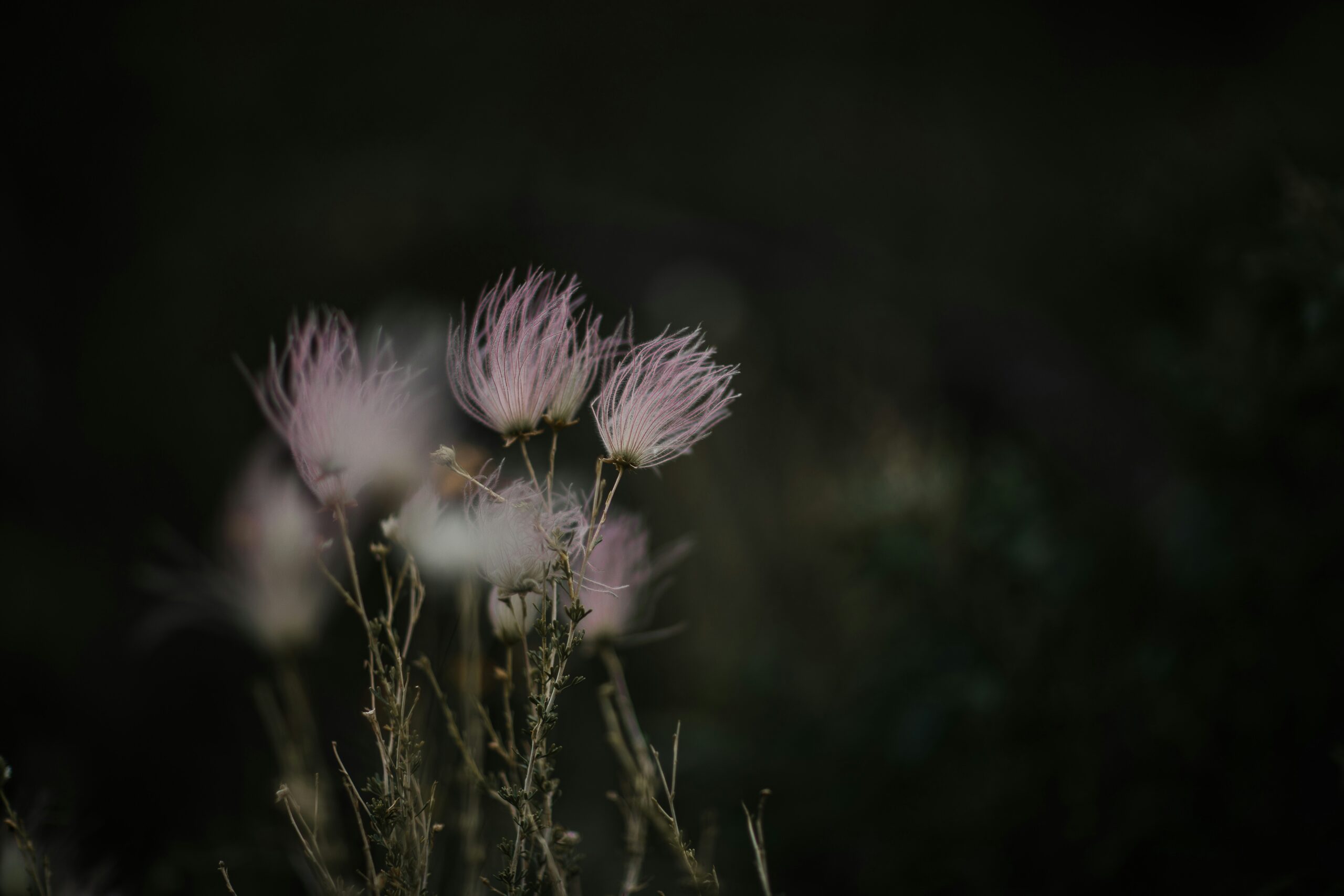 https://www.lukemahon.com/wp-content/uploads/2024/12/nani-williams-AhqSDRHwiLE-unsplash-scaled.jpg